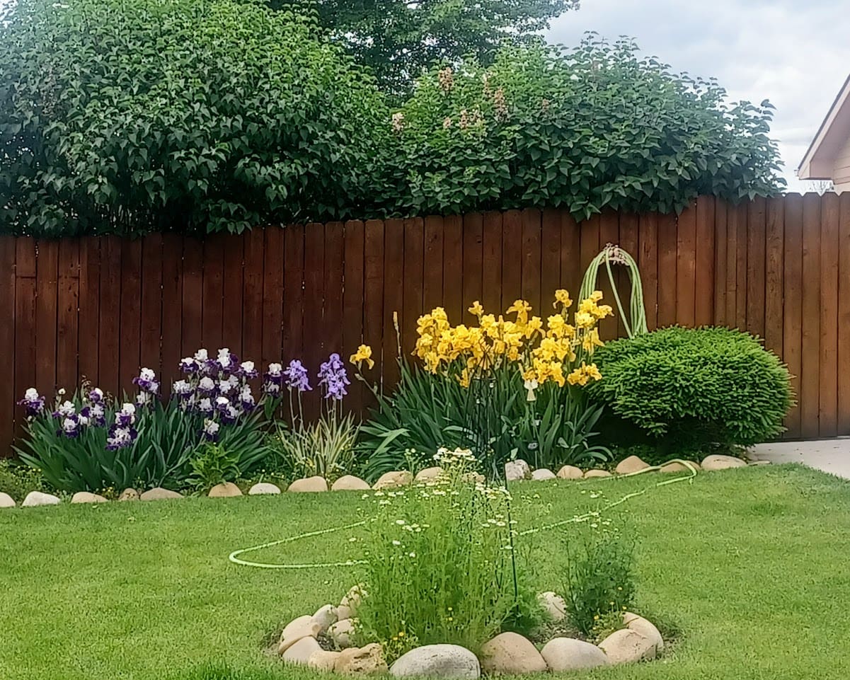 Irisflowergarden