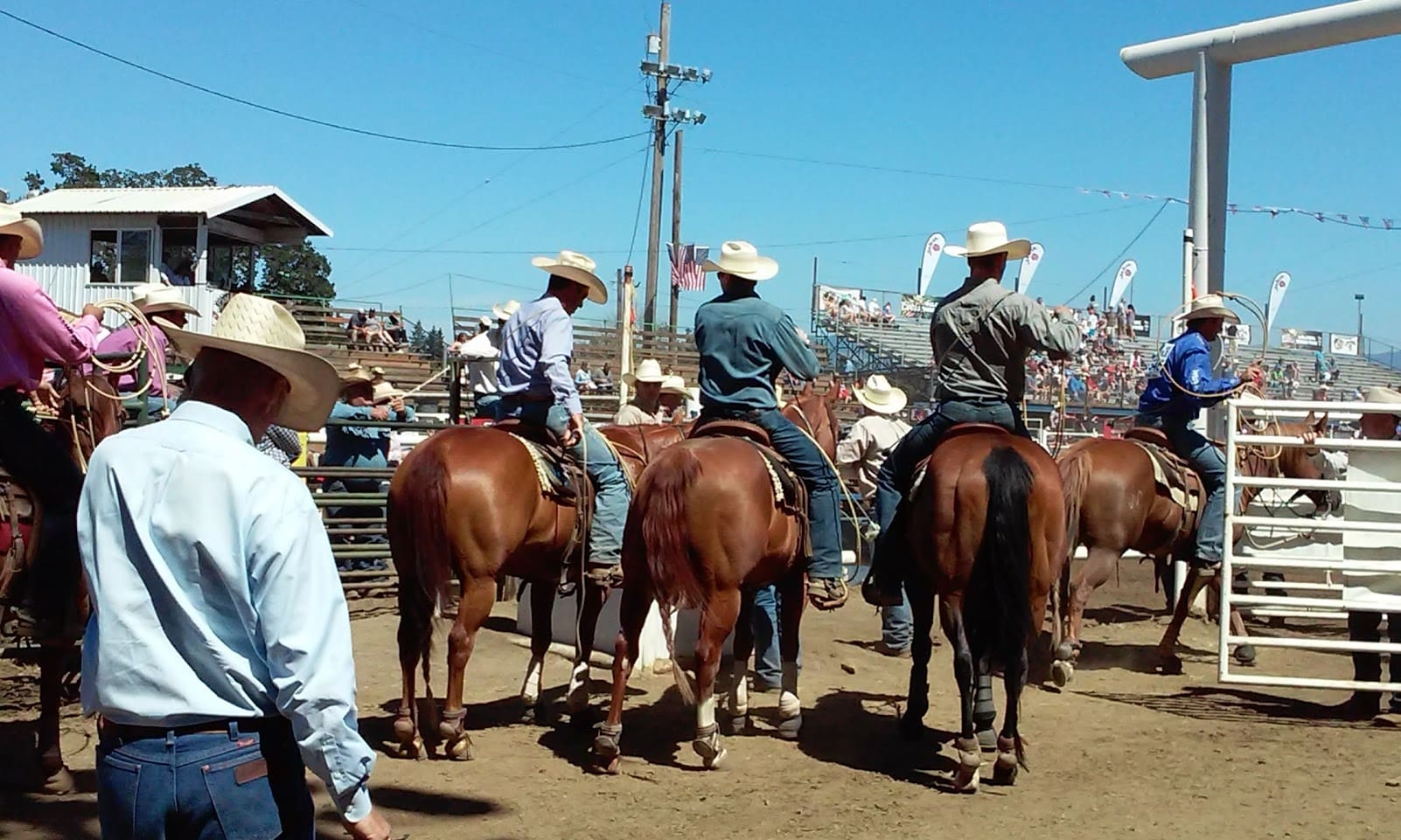 Rodeohorses