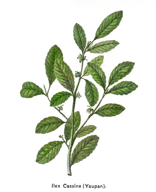 Antique Illustration, Copyright has expired on this artwork. From my own archives, digitally restored.