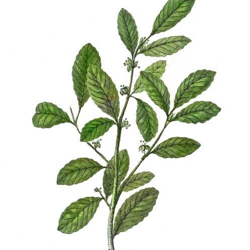 Antique Illustration, Copyright has expired on this artwork. From my own archives, digitally restored.